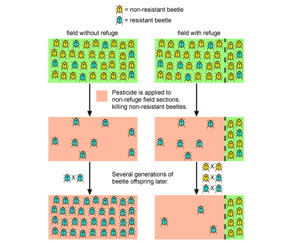 Pesticide Resistance In Crop Pests Natural Selection